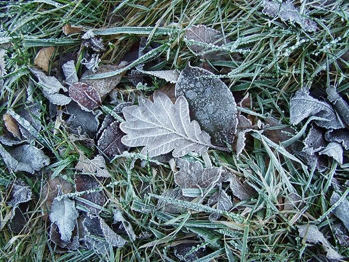 Wald im Spätherbst, Blätter fallen vom Ahorn