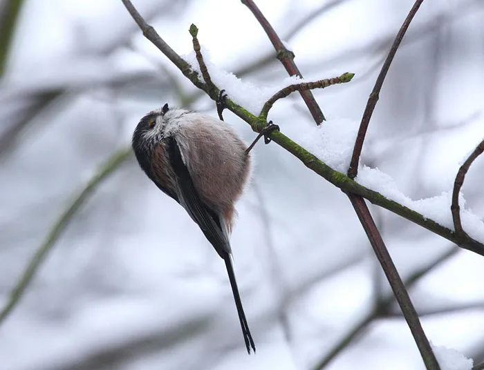 Wald im Spätherbst, ein Trupp Schwanzmeisen